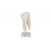 model zęba trzonowego górnego trójkorzeniowego, 3 części - 1017580 [d10/5] 3b scientific modele anatomiczne 3